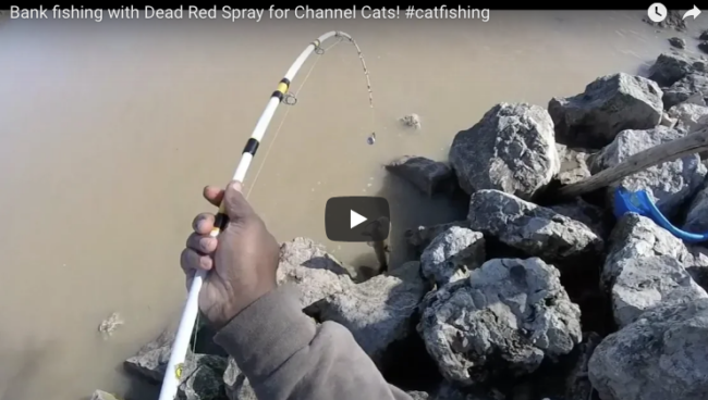 Bank Fishing With Dead Red Spray For Channel Cats!