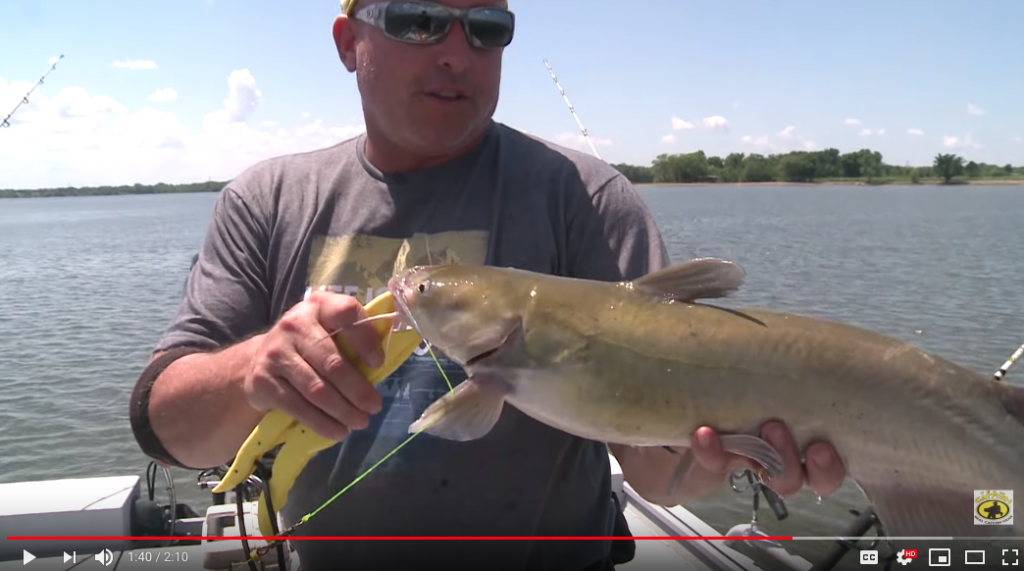 How to get started using a catfish dip bait
